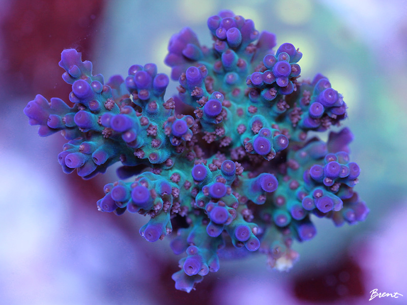 grape-crush-acro.jpg