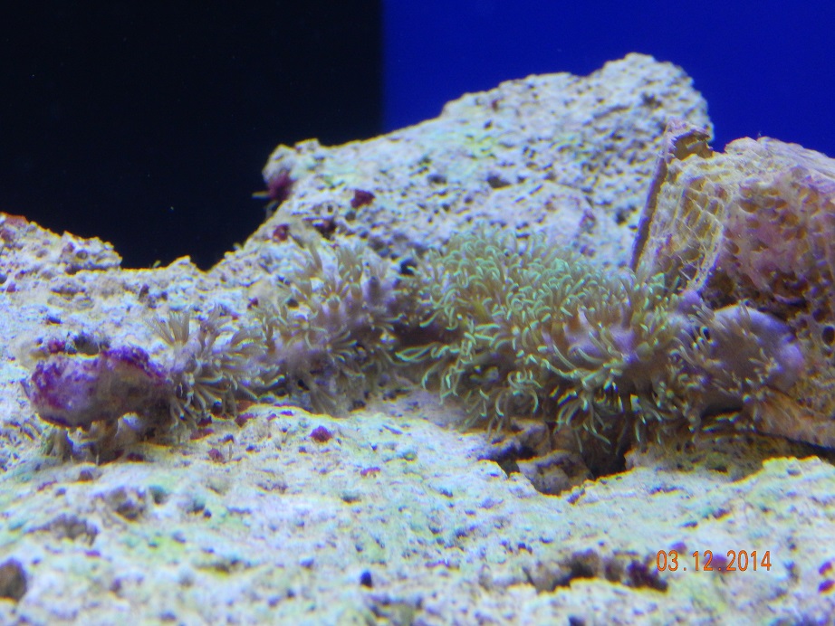 coral_gsp.jpg