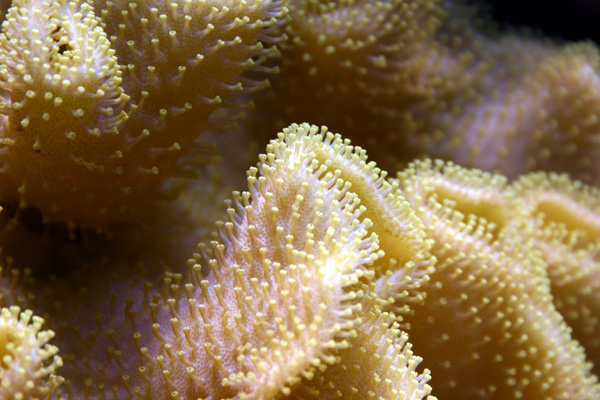 7-25-yellow_leather.jpg