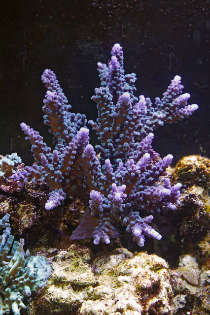 Purple-Tort-1-4-05.jpg