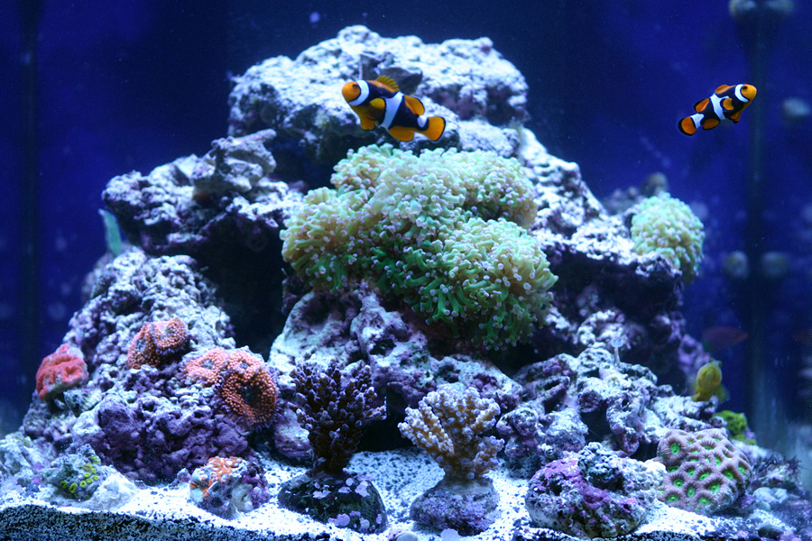 tank_082005_1.jpg