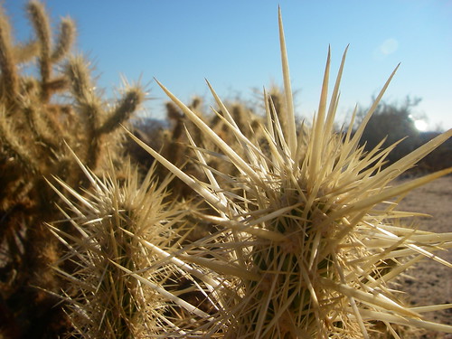 3183502392_07127c89df.jpg