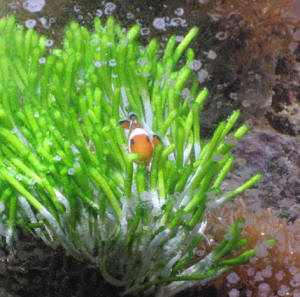 clownhostinginalgae.jpg