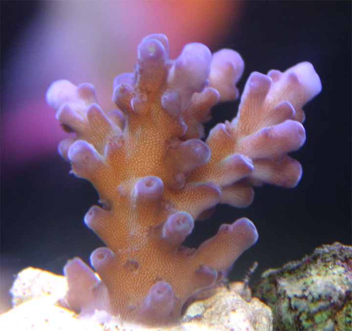 acro_calif_tort.jpg