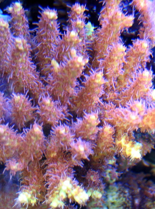 limited_pinklemonadeacro_colony2.jpg