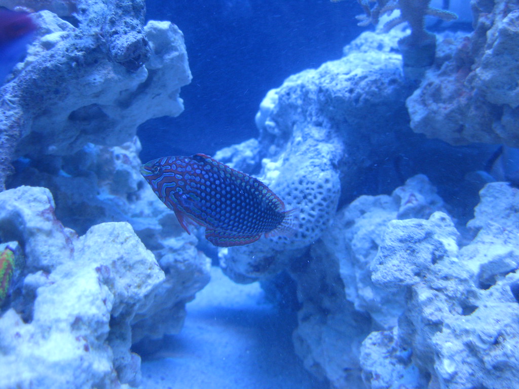 4082751979_9ccccc8152_b.jpg