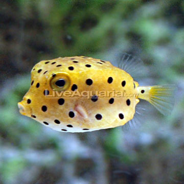 p-75345-Cubicus-Boxfish.jpg