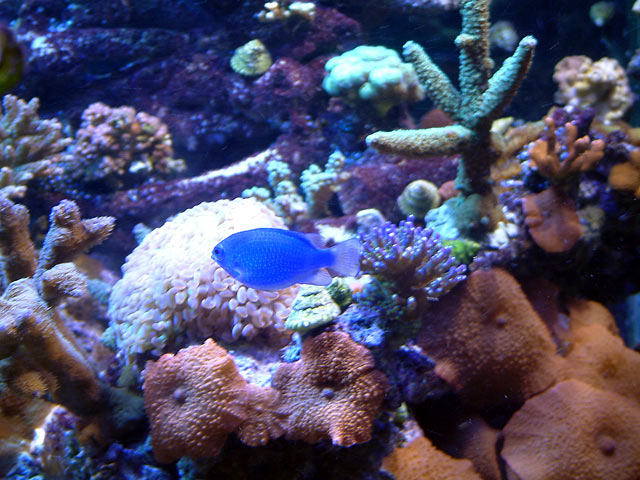 blue_damsel_0409.jpg