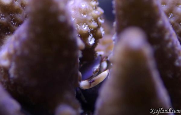 Acroporacrab.JPG