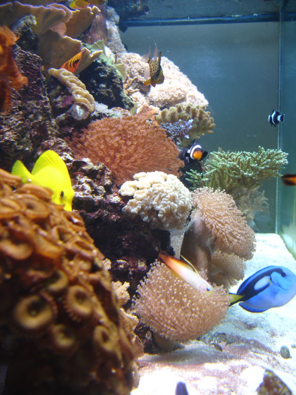 aquarium_3__may_2010.jpg