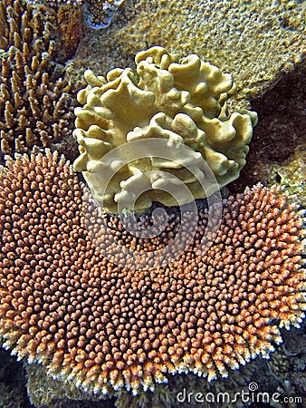coral-gardens-thumb9591883.jpg