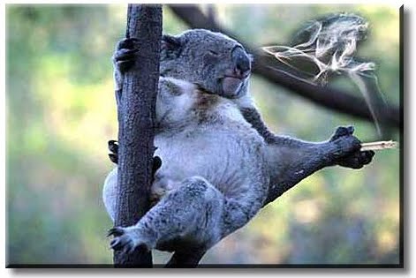 koala6.jpg