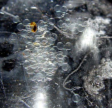 DSCN3089_80eggs.jpg