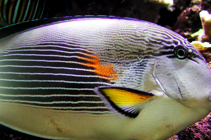 Attilla-Parasite-Detail-1.jpg