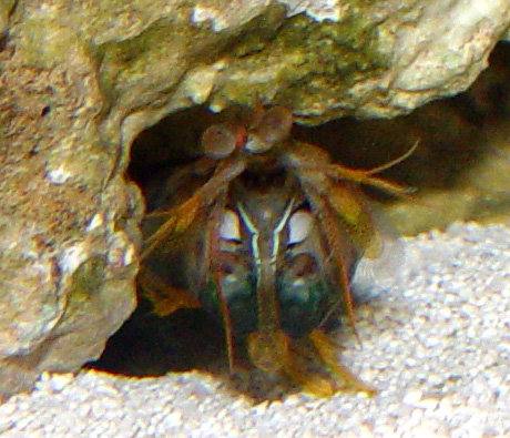 DSC04750_Mantis-vi.jpg