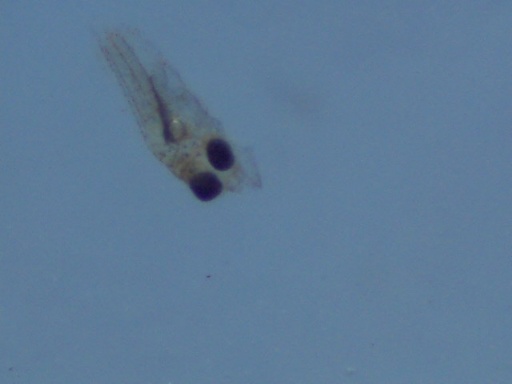 RSB_97_4.jpg