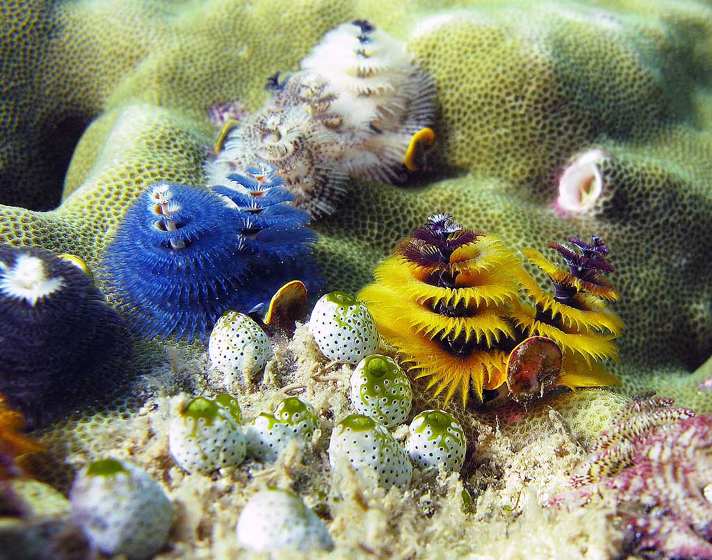xmas_tree_worms_img_0725.jpg