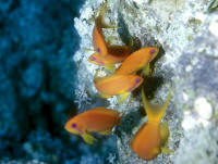 Pseudanthias%20squamipinnisRSFs3.jpg