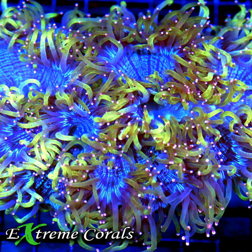 Understanding Coral Metabolism: How Corals Feed and Thrive