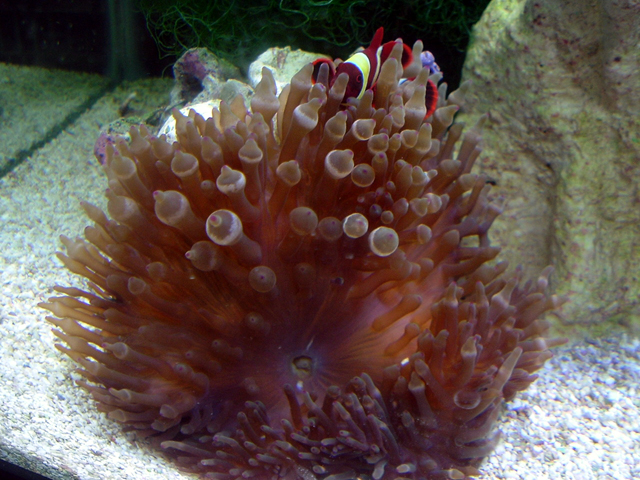 anemone02.jpg