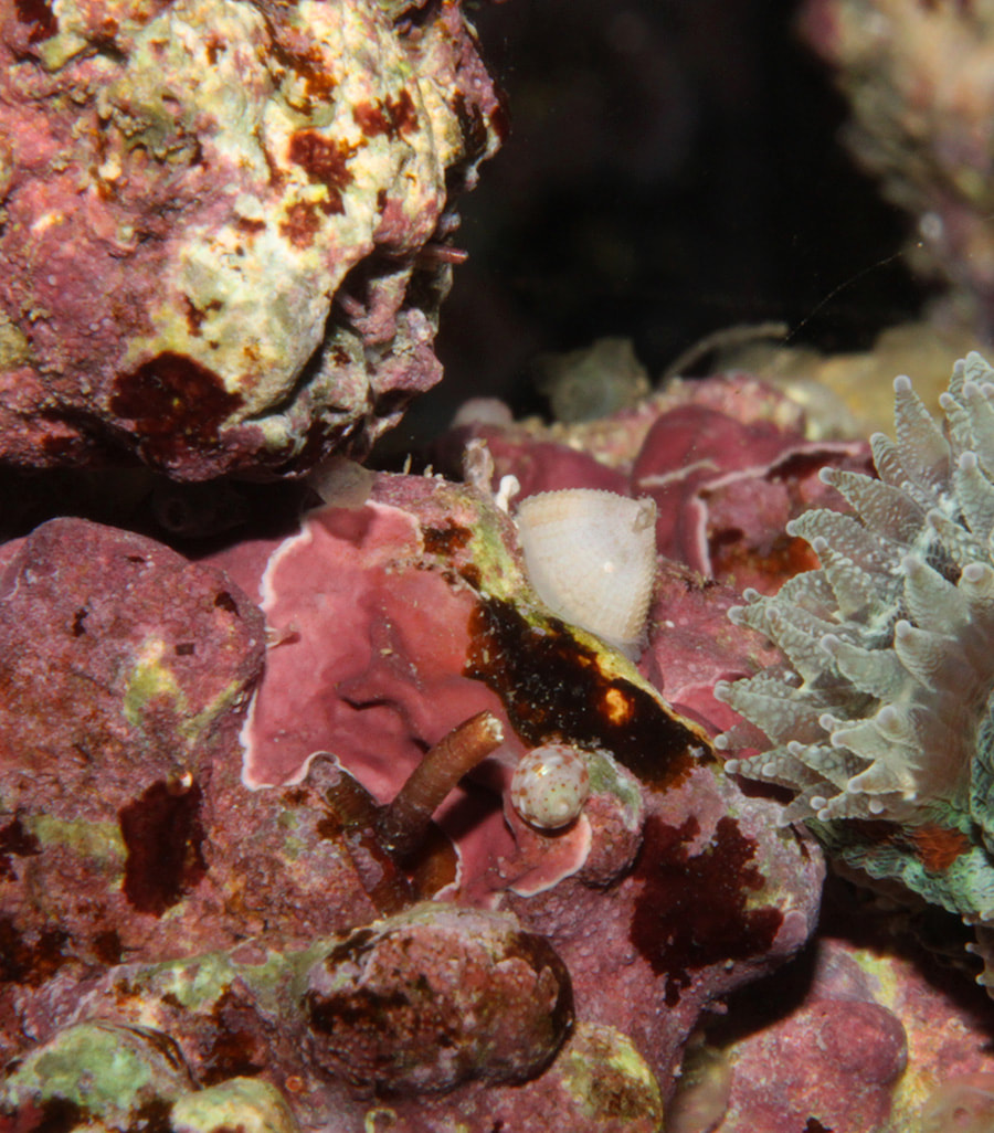 limpet070717_orig.jpg