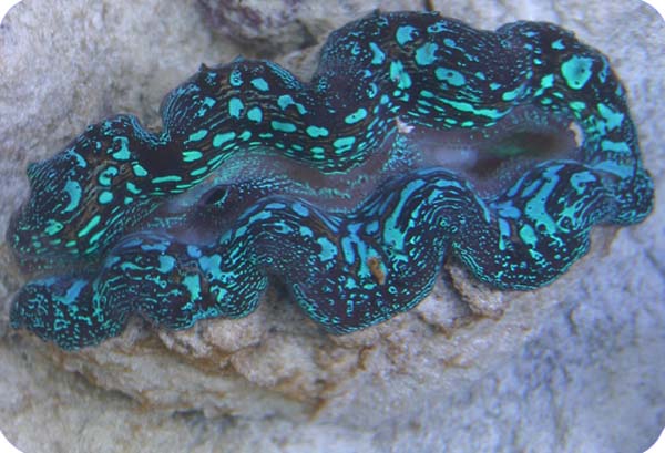 1014Croecea_Clam.jpg