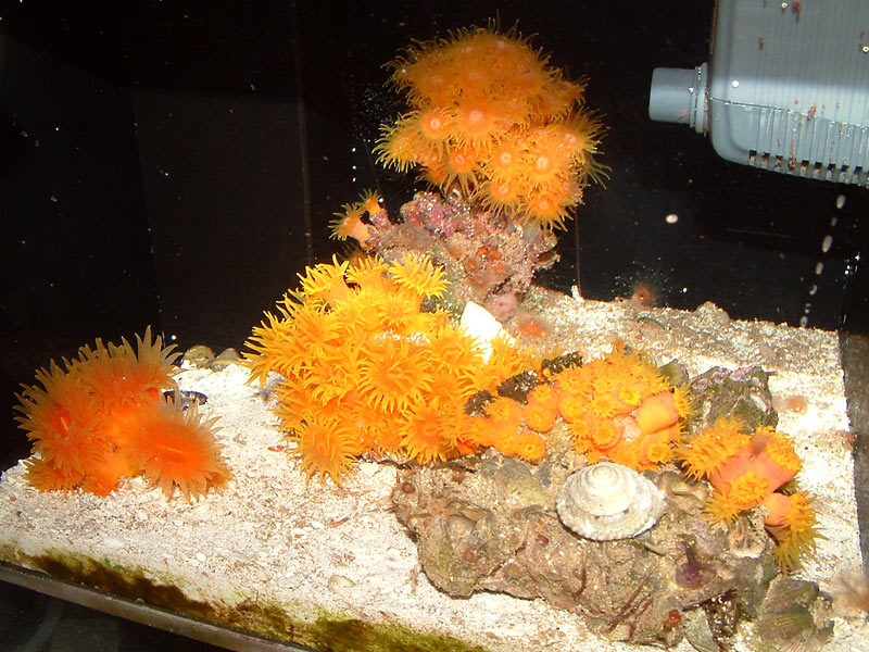 suncoral_tank1.jpg