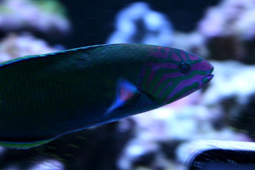 2659832378_9270ab241b.jpg