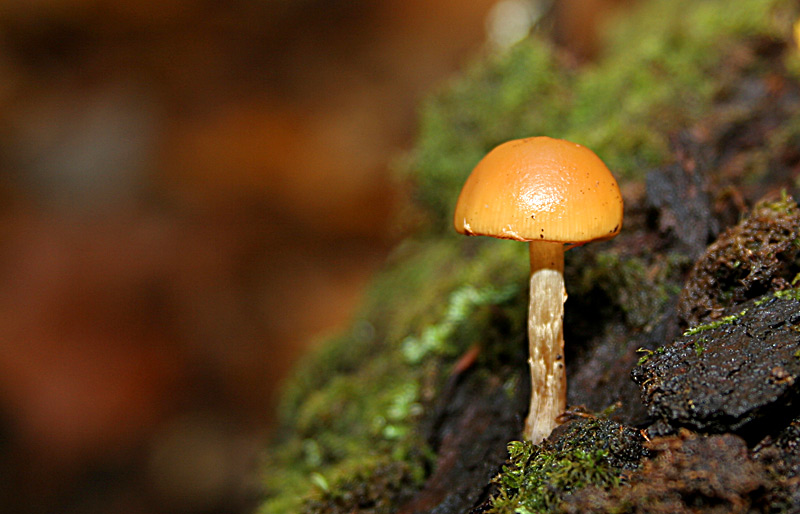 mushroom3.jpg
