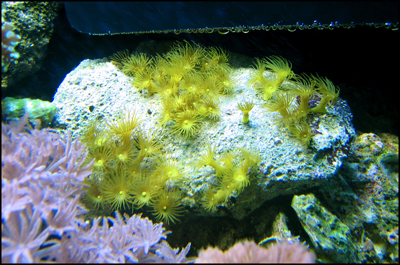 yellowpolyps.jpg