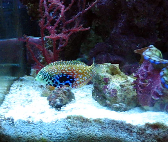 leopard-wrasse.jpg