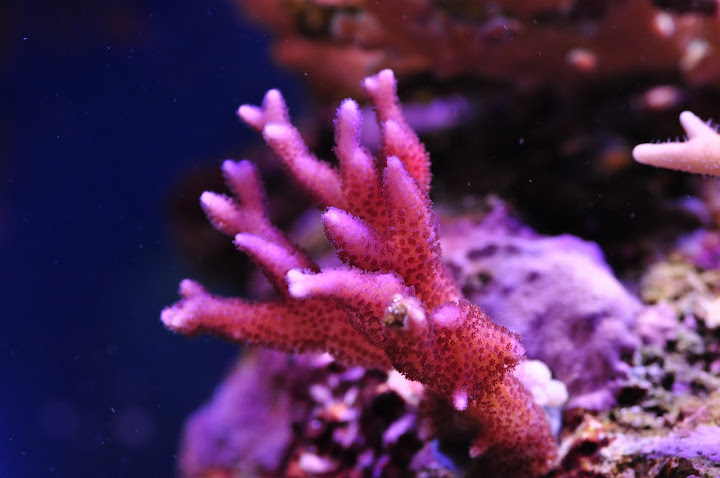 DSC_1652.JPG