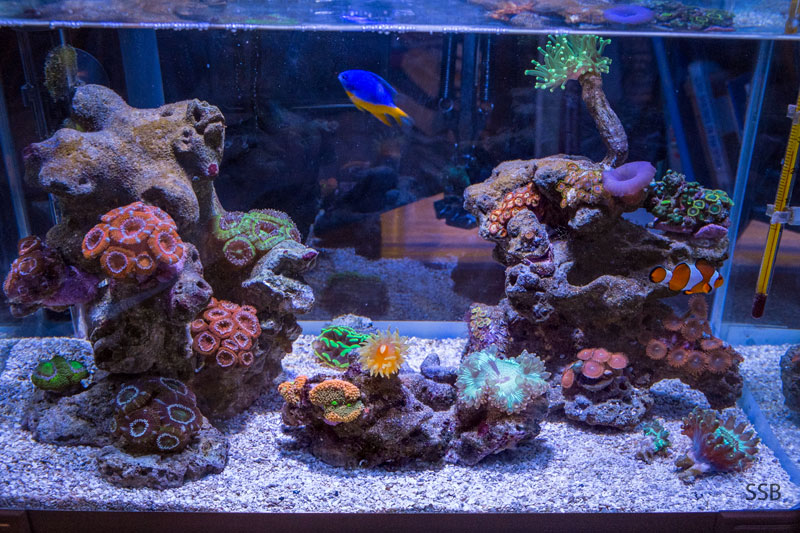 pico_20131225_3.jpg