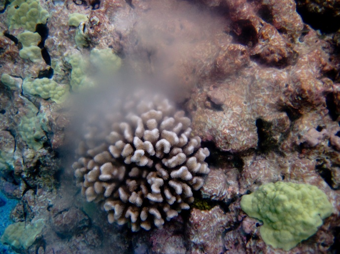 cauliflower-coral-spawning-01.jpg