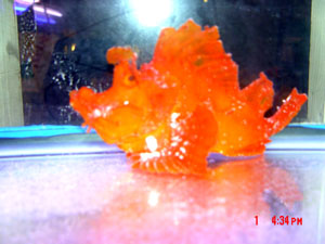 Rhinopios_Scorpion_Fish.jpeg