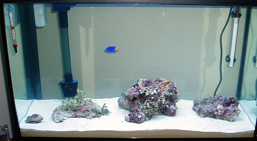tank-12-31-04.jpg