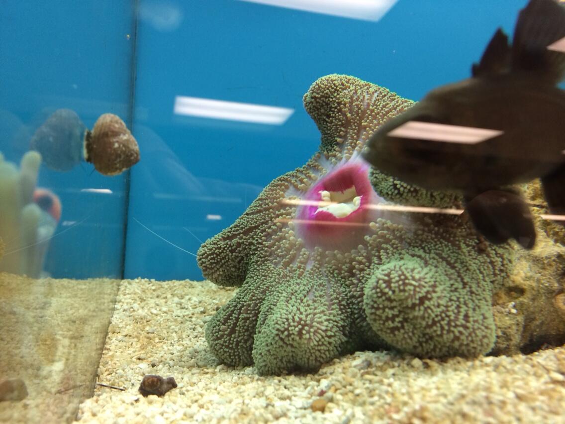 Bo_siANCIAAvIq5.jpg:large