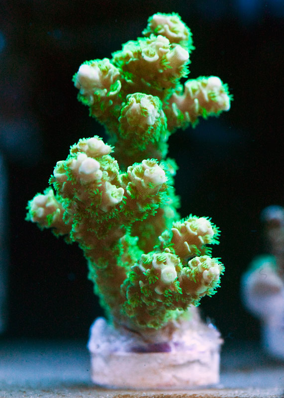HoF-Green-Unknown-1-11.jpg