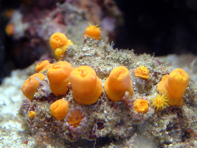 suncoral_0920.jpg