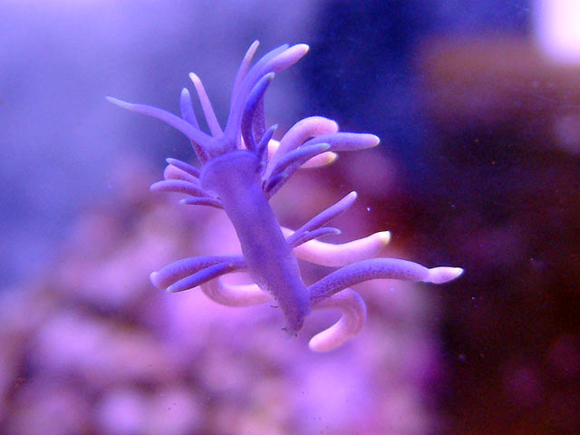 nudi1.jpg