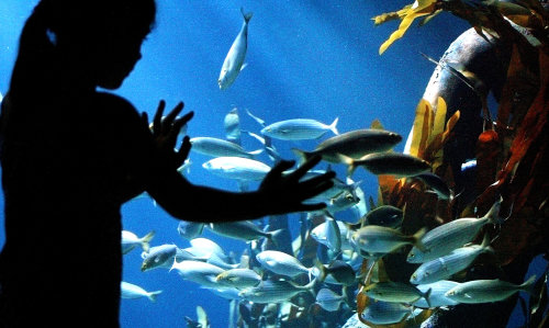 The-AquaDom-in-Berlin-Germany_Marine-life_544.jpg