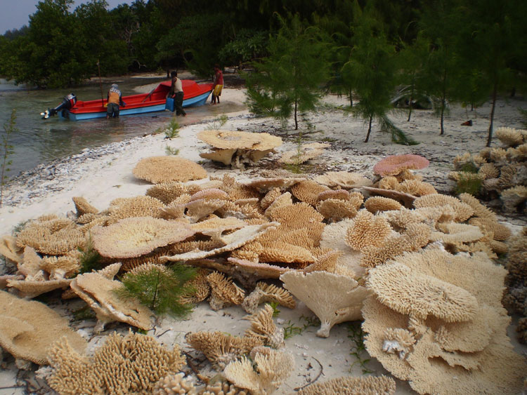 coral6.jpg