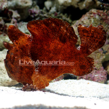 p-76853-red-orange-angler.jpg