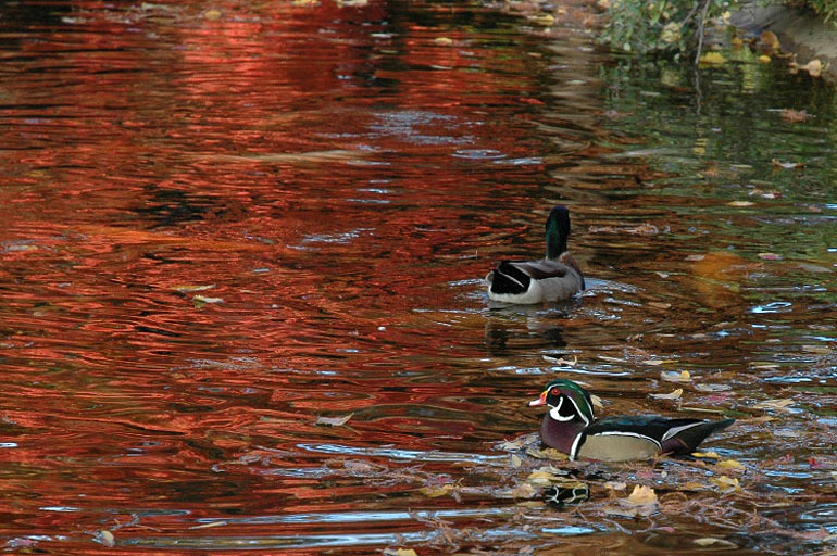 duck1.jpg