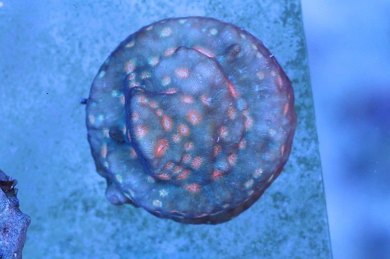 14900598929_f6f445aba0_c.jpg