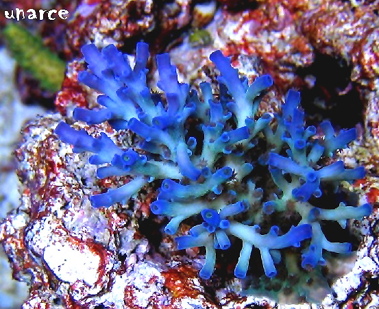 auctioned_icefireechinata_seed.jpg