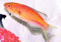 C.lunatus_male_7cm_from_Sulawesi_HT.jpg