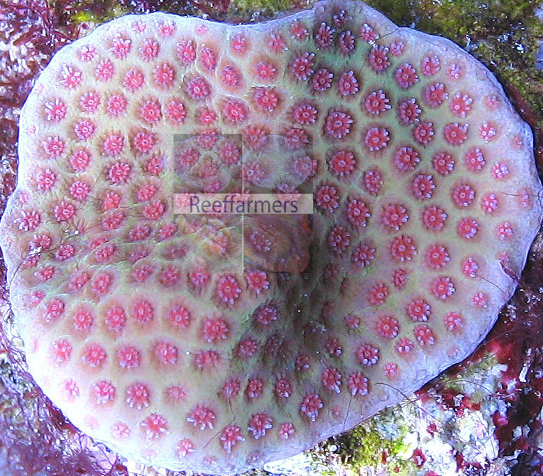auctioned_pinksanddollar_seed.jpg