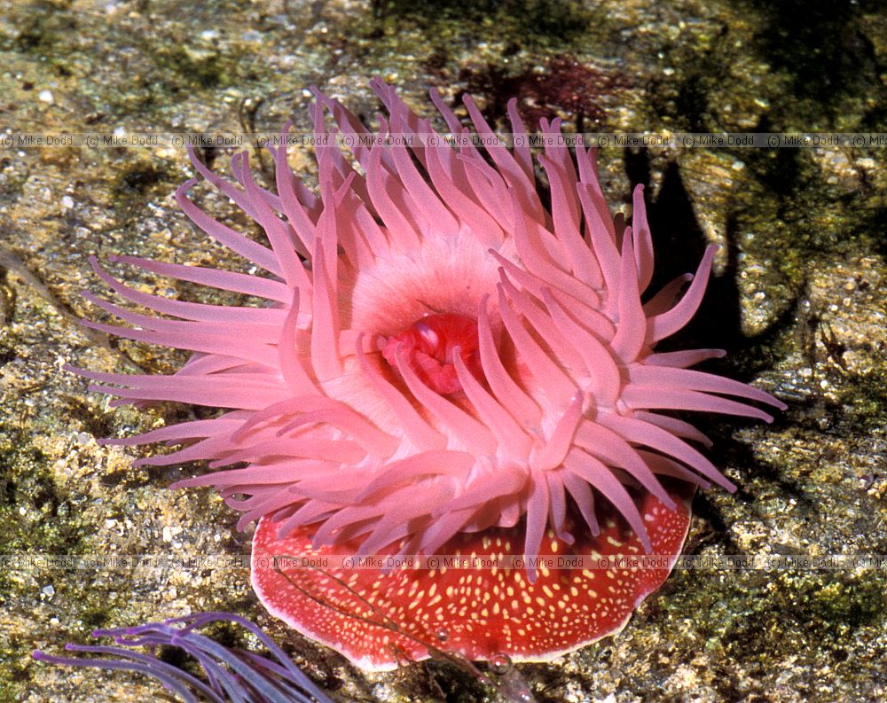 Actinia_fragacea1_std.jpg
