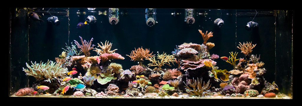 April-10-Reeftank.jpg